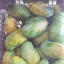 karthakolomban mangoes