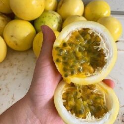 Passion Fruit in Sri Lanka